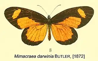 Mimacraea darwinia