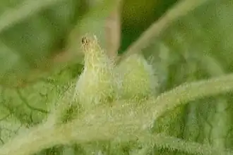 Moerasspireabladpokgalmug