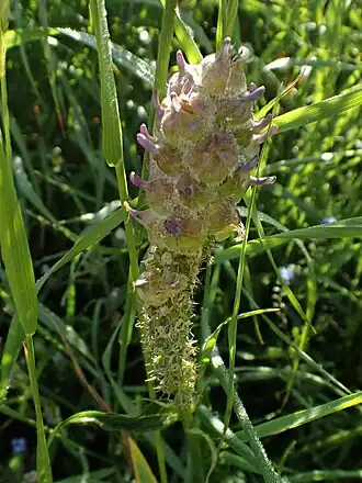 Dasineura phyteumatis