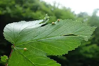 Moerasspireabladpokgalmug