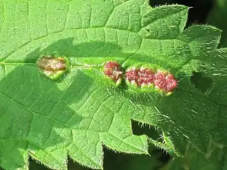 Gallen van brandnetelbladgalmug