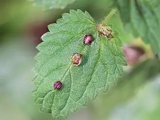 Brandnetelbladgalmug