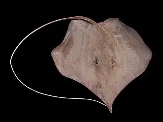 Fontitrygon geijskesi