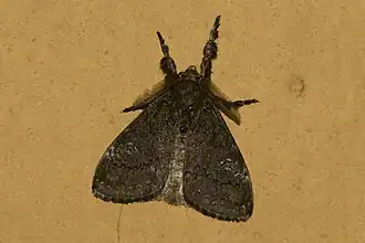 Dasychira chekiangensis