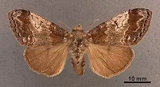 Dasychira cinnamomea