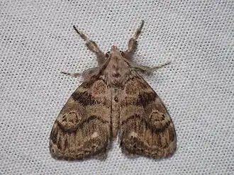 Dasychira meridionalis