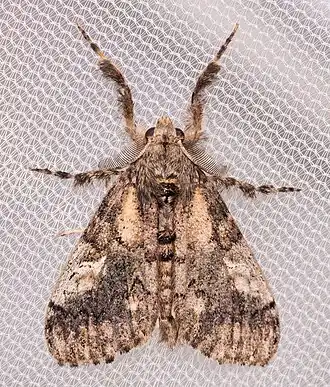 Dasychira plagiata