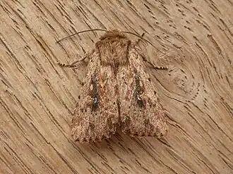 Dasygaster nephelistis