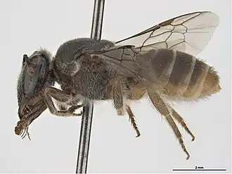 Dasyhesma abnormis
