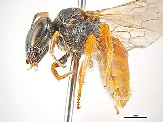 Dasyhesma baeckea