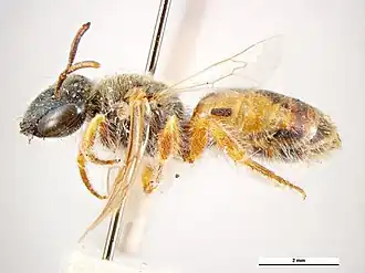 Dasyhesma coolgardensis