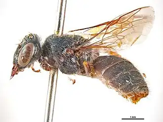 Dasyhesma dilata