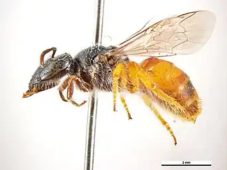 Dasyhesma lepidophyllae