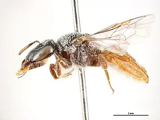 Dasyhesma muelleriana