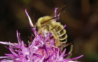 Pluimvoetbij (vrouwtje)