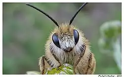 Pluimvoetbij (mannetje)