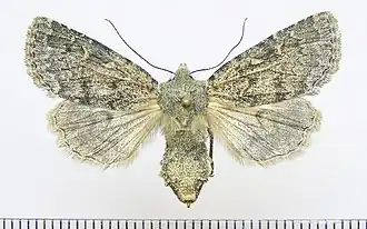 Dasypolia lama