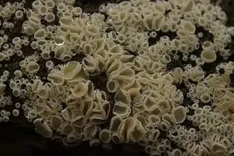 Sneeuwwit franjekelkje