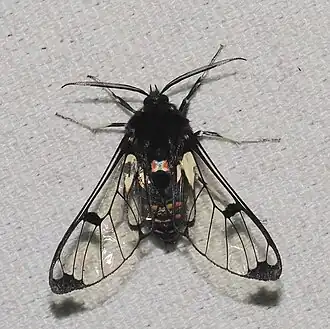 Dasysphinx buckleyi