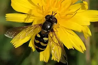 Geelsnoet-wimperzweefvlieg