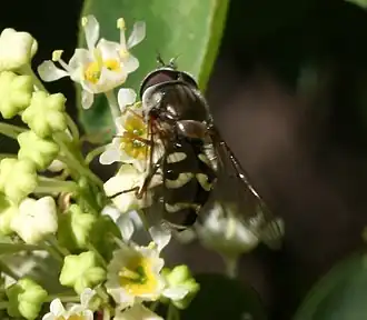 Dasysyrphus creper