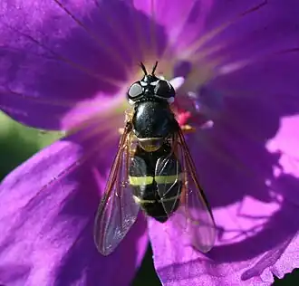 Geelbandwimperzweefvlieg