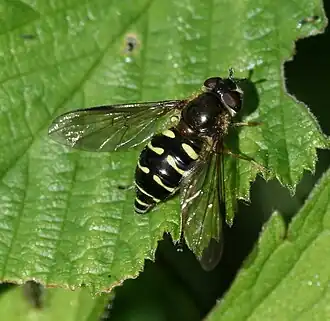 Gewone wimperzweefvlieg