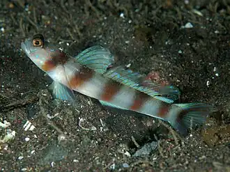 Amblyeleotris japonica