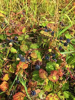 Dauwbraam (Rubus caesius), (half)struik, aangetast door dauwbraamroest