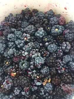 Dauwbraam (Rubus caesius), bessen