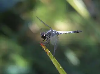 Brachydiplax farinosa