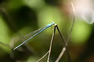 Ceriagrion azureum