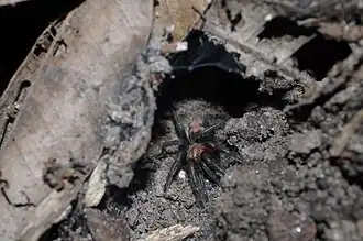 Cyclosternum pentalore