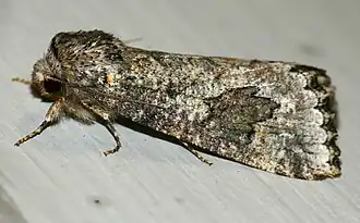 Leucochlaena aenigma