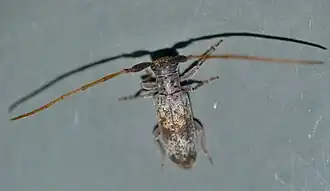 Eunidia subtergrisea