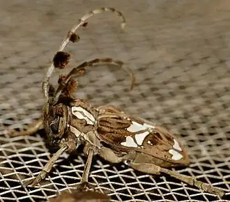 Mallonia albosignata