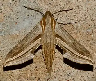 Theretra monteironis