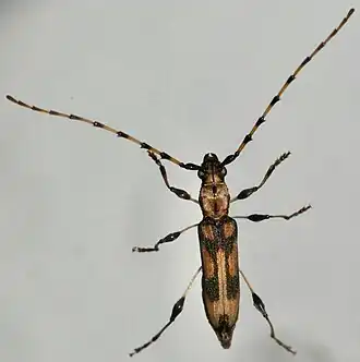 Cordylomera schoenherrii