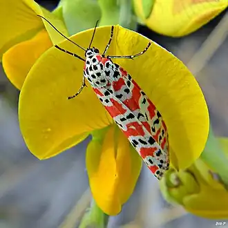 Utetheisa ornatrix