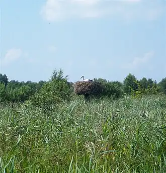 Broedende ooievaar in De Alde Feanen