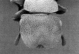 Cephalotes patellaris