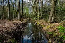 Waterloop in het bosgebied van De Braak