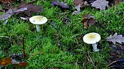 Narcisamanieten, een soort amaniet