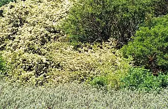 Meidoorn-berkenbos met eenstijlige meidoorn