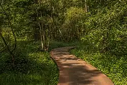 De Mathildebrug dient als verhoogd wandelpad door het broekbos