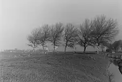 Op het kruispunt van de Herbaijumerweg met de Ludingaweg staan er op de Slachtedijk een aantal witte abelen.