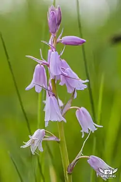 Hyacinthoides hispanica, de Spaanse hyacint.