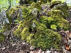 Rotsvegetatie van de associatie van kringmos en geplooid palmpjesmos