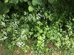 Smalle zoom met codominantie van beide naamgevende kruiden