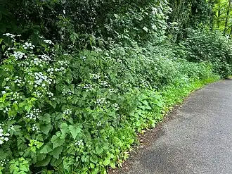 Nitrofiele zoomvegetatie van de associatie van look-zonder-look en dolle kervel langs een loofbos.